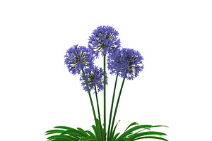 Agapanthus Africanus Flower