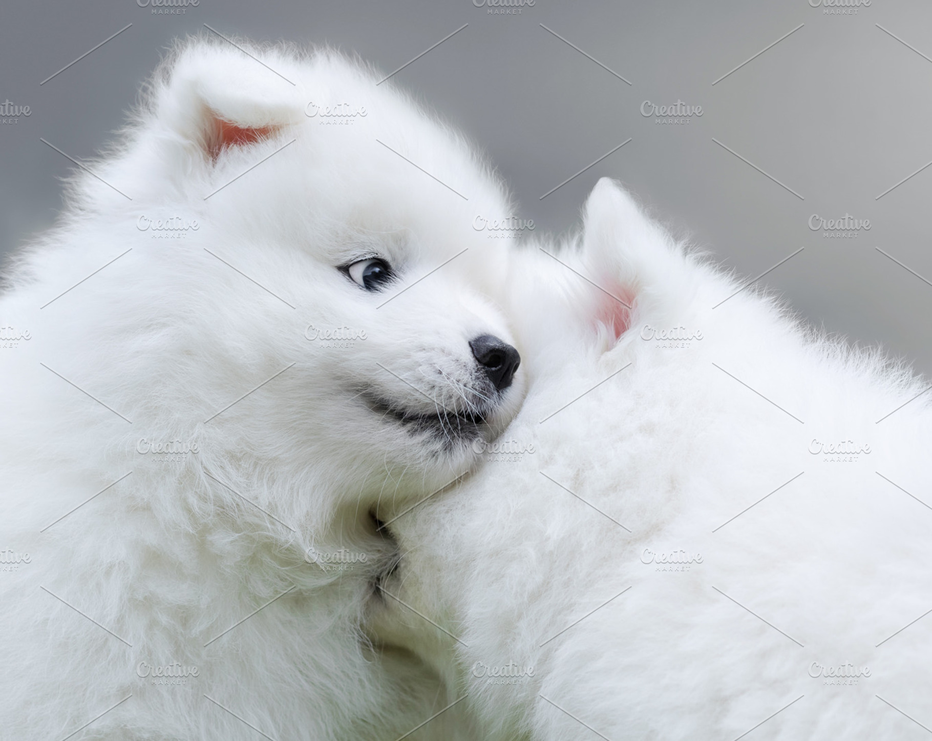 Two puppies of Samoyed dog, an Animal Photo by Horses and Dogs ...