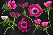 Anemone Flower ClipArt - Specimens, an Object Graphic by Turning Moss (Thumbnail 3 of 7)