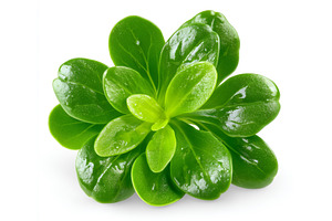 On a white background, a closeup of, a Food & Drink Photo by ZinetroN