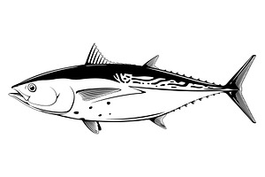 Little tunny fish