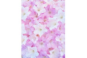 Soft pink and white flowers creating, a Nature Photo by Lermont51