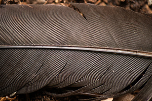 Australian Brush Turkey Tail Feather, an Animal Photo by Rob D Animal Photography
