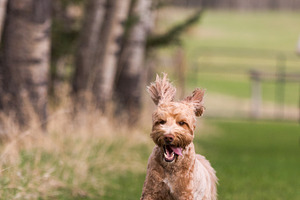 Labradoodle Dog Running