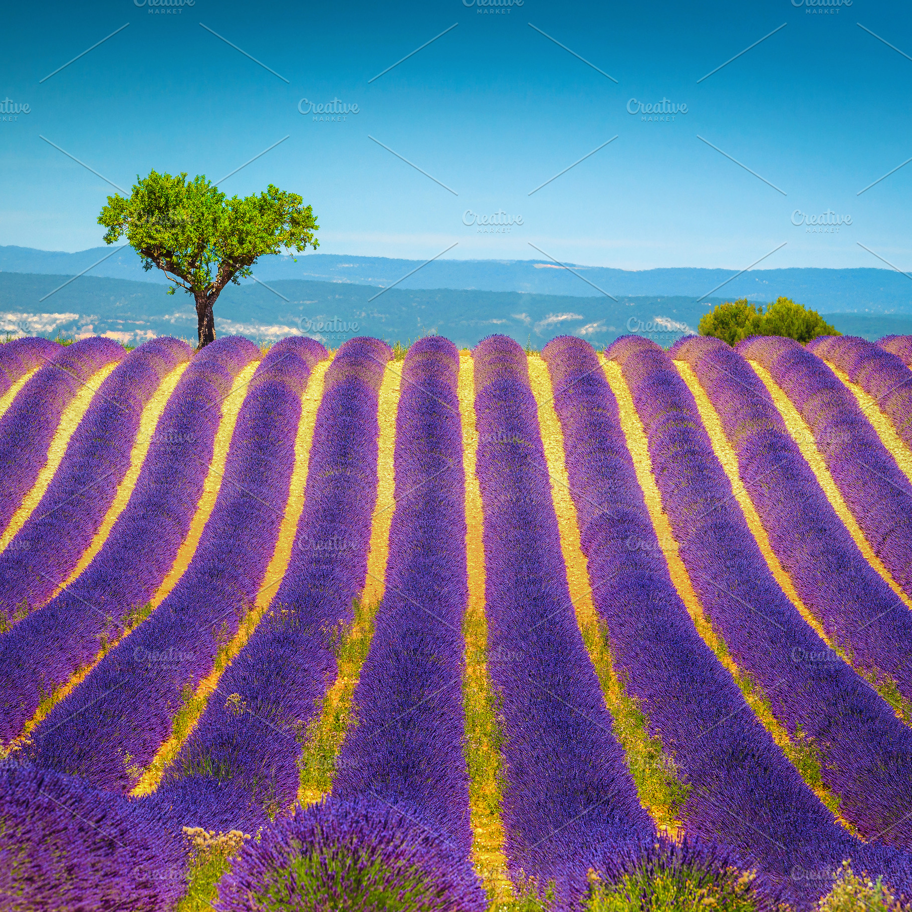 Single tree and lavender rows, a Nature Photo by Alpine Dreams