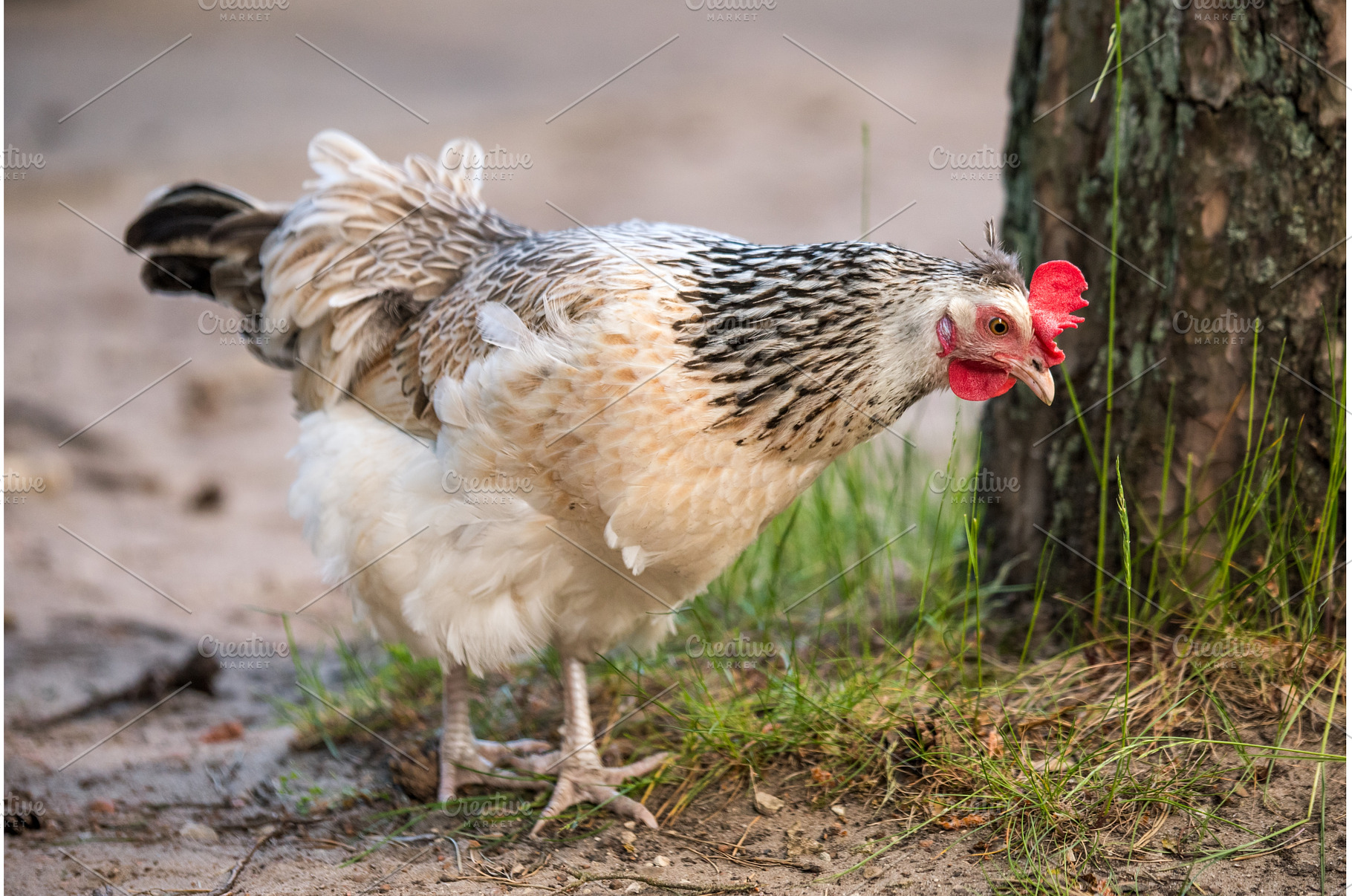Purebred gray variegated chicken in, an Animal Photo by COLORFUL