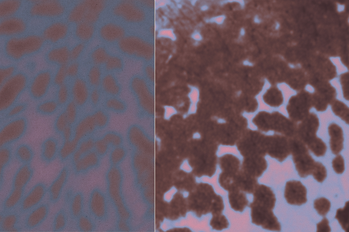 Feral blur backgrounds, a Background Graphic by kondratya (Photo 6 of 11)