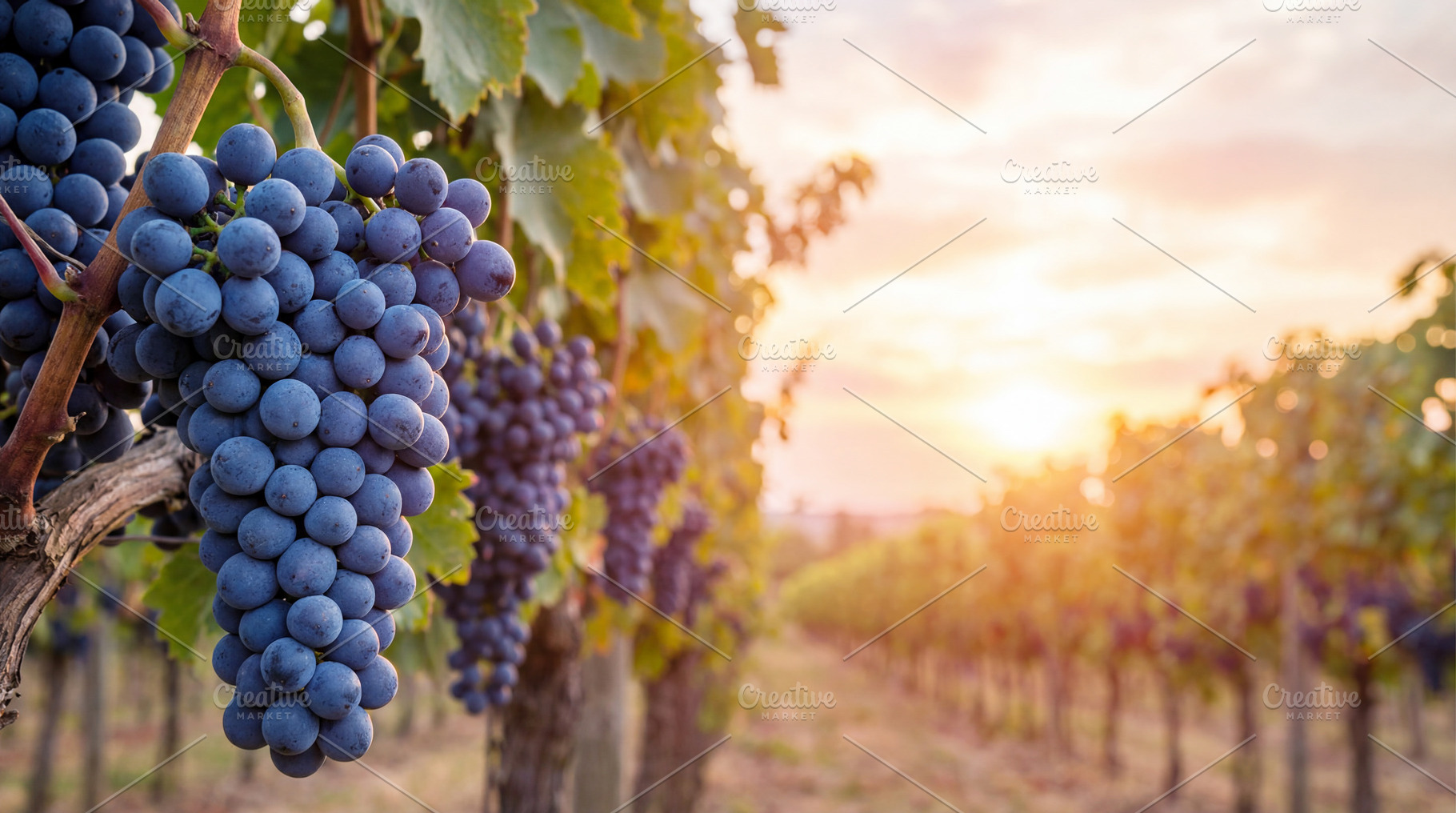 Blue grapes on a vineyard, a Food & Drink Photo by Volff
