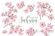 Sakura cherry blossom watercolor PNG, an Illustration by Kotkoa (Thumbnail 1 of 8)
