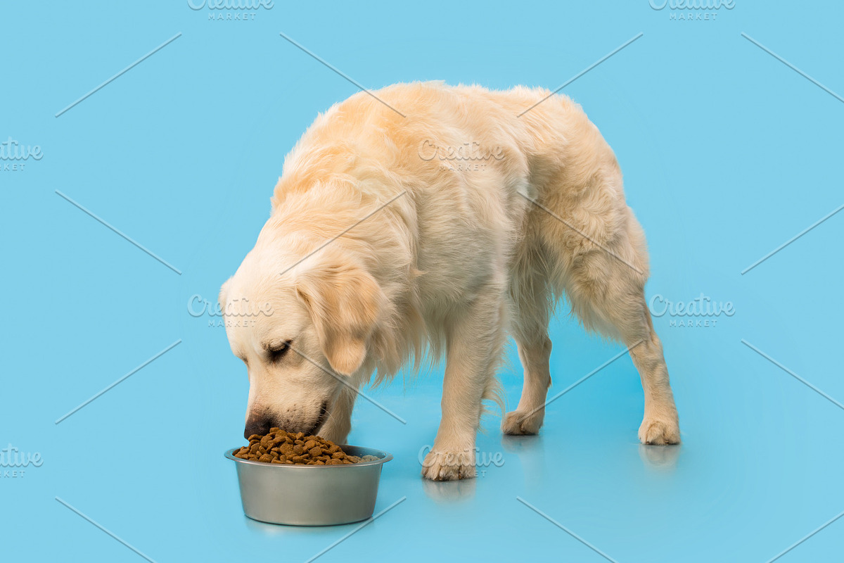 Portrait of cute healthy dog eating at blue studio wall, a Photo by Prostock-Studio (Photo 1 of 3)