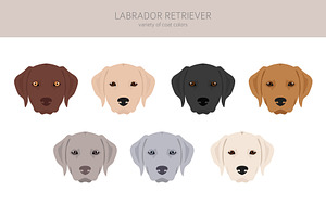 Labrador Retriever Clipart