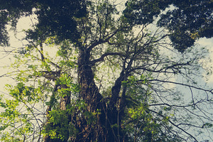 Growing up containing nature, natural, and tree