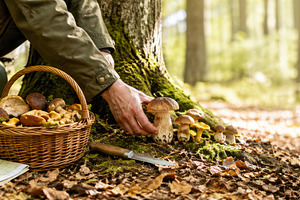Wild mushroom season in forest with, a Photo by Dvoevnore photos