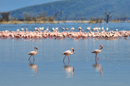 Flamingos stock photo containing flamingo and bird, an Animal Photo by Byrdyak