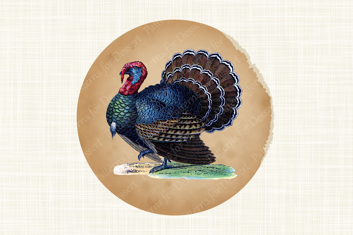 Vintage Thanksgiving Turkey Clip Art, an Animal Illustration by ...