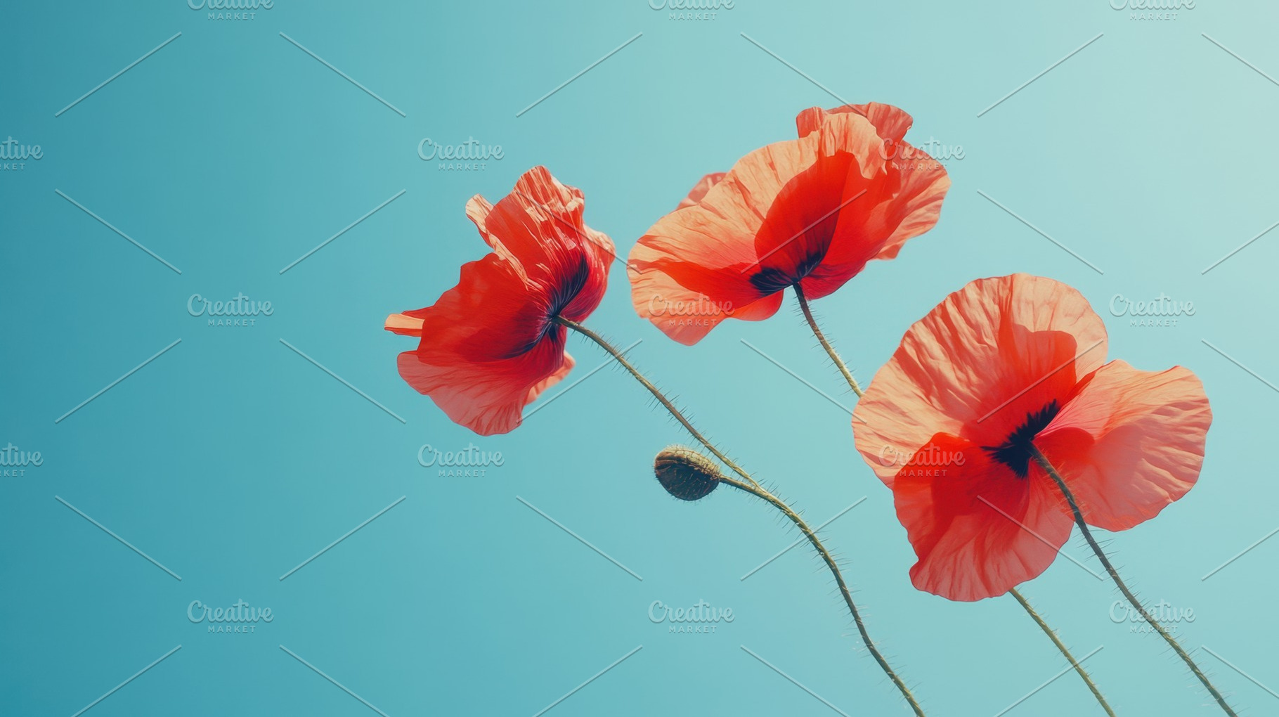 Red poppies vs. blue sky, a Photo by Beautiful things
