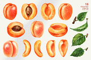 Apricot Fruits & Flowers, watercolor, a Food Illustration by EL_SUHOVA (Thumbnail 2 of 17)