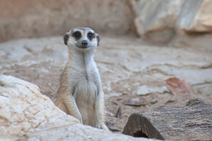 Cute meerkat is sitting on rock, an Animal Photo by Sir13