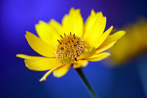 Macro shot of a bright yellow coreopsis flower on a deep blue background. Close, a Nature Photo by Rohan Photography