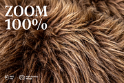 Photorealistic Animal Fur, an Animal Photo by PopotLane (Thumbnail 3 of 10)