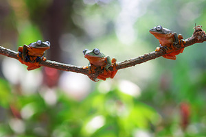 Flying frogs flying frogs on twigs featuring wallaces flying frog, frogs, and