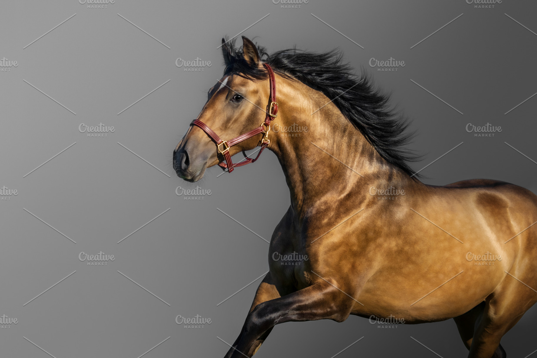 Portrait in motion of bay horse, an Animal Photo by Horses and Dogs