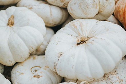 White Pumpkin Patch