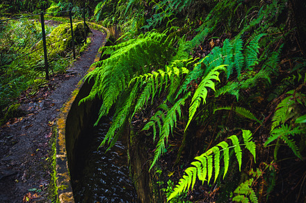 Beautiful levada hiking trail