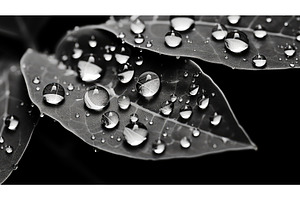 macro water bubbles black and white, a Nature Photo by pikepicture