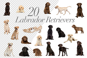 100 Dogs Bundle - Cut-out Pictures