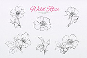 Wild Rose collection, an Illustration by oKOLOstyle (Thumbnail 5 of 8)