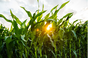 Fresh green corn field with sunlight, an Industrial Photo by volodymyrshtun13795
