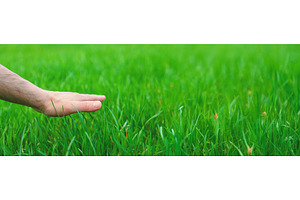 Lawn grass close-up in the yard, a Nature Photo by yanadjana