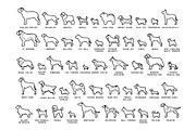 Dog Breeds Vector Pack, an Education Illustration by Andres M Rodriguez (Thumbnail 2 of 3)