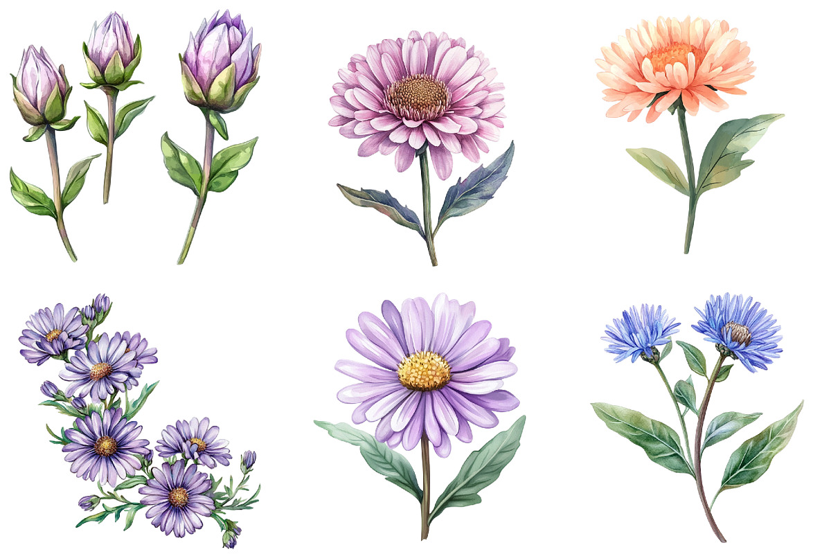 Watercolor Aster Flowers Botanical C, an Illustration by Watercolor design (Photo 2 of 4)
