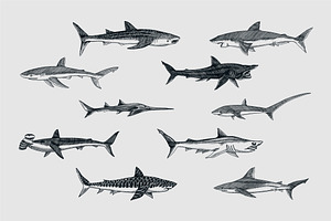 Sea Shark Set. Marine Fish.