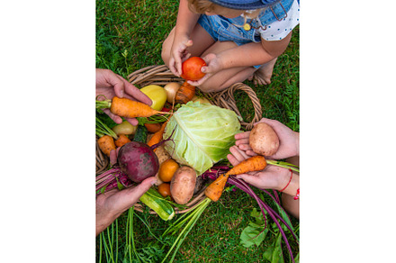 A family harvests vegetables in the, a Person Photo by yanadjana