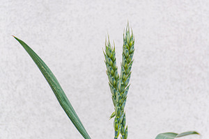 Green wheat plant in the grassland, a Nature Photo by Anna Bogush