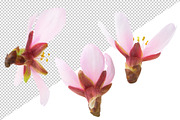 Pink almond blossoms, an Object Graphic by Fruits+Veggies (Thumbnail 6 of 9)