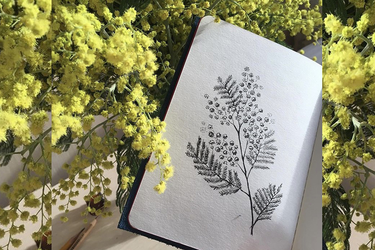 Mimosa. Hand-drawn sketch, an Illustration by Canatic (Photo 4 of 4)