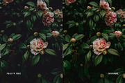 Fuji FP 100C, a Preset Add-On by colorituals (Thumbnail 4 of 9)