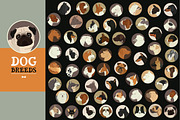 Dog breeds, a Graphic by Nenilkime (Thumbnail 2 of 5)