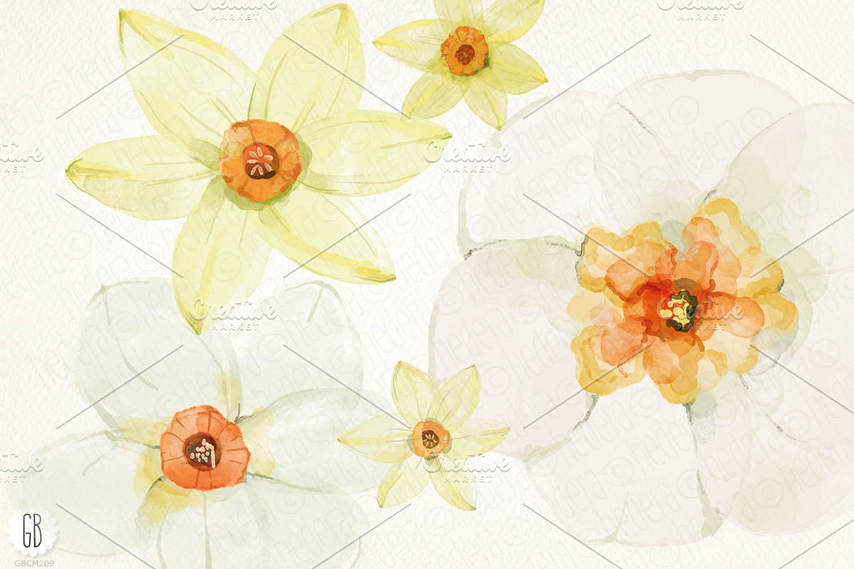 Watercolor narcissus, daffodils, an Illustration by GrafikBoutique (Photo 2 of 3)