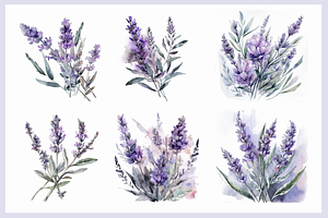 Watercolor Lavender Clipart.