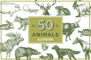 Animals Vector Vintage Illustrotions