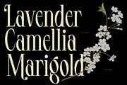 LT Serif - Modern Serif Font, a Serif Font by limitype (Thumbnail 2 of 9)
