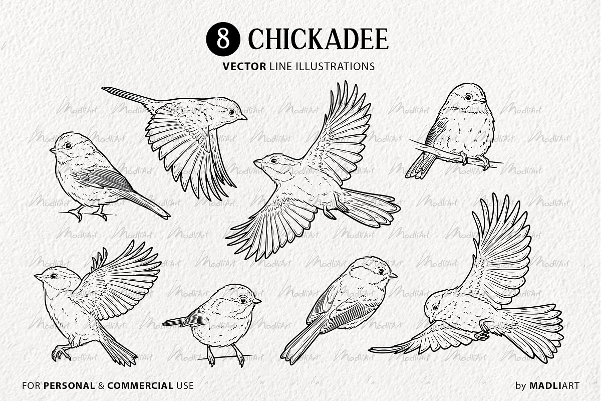 Chickadee Bird Vector Line Art Set, an Animal Illustration by MadliArt (Photo 3 of 4)