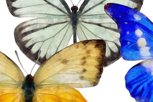 Watercolor Butterflies, 10 Png