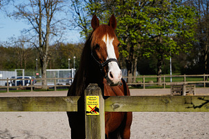 Chestnut horse behind a wooden fence on a sunny day in Denmark, a Photo by AS photostudio