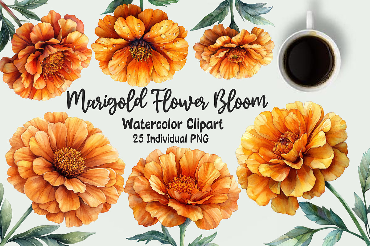 Marigold Flower Bloom Clipart, an Illustration by OK Design (Photo 1 of 5)